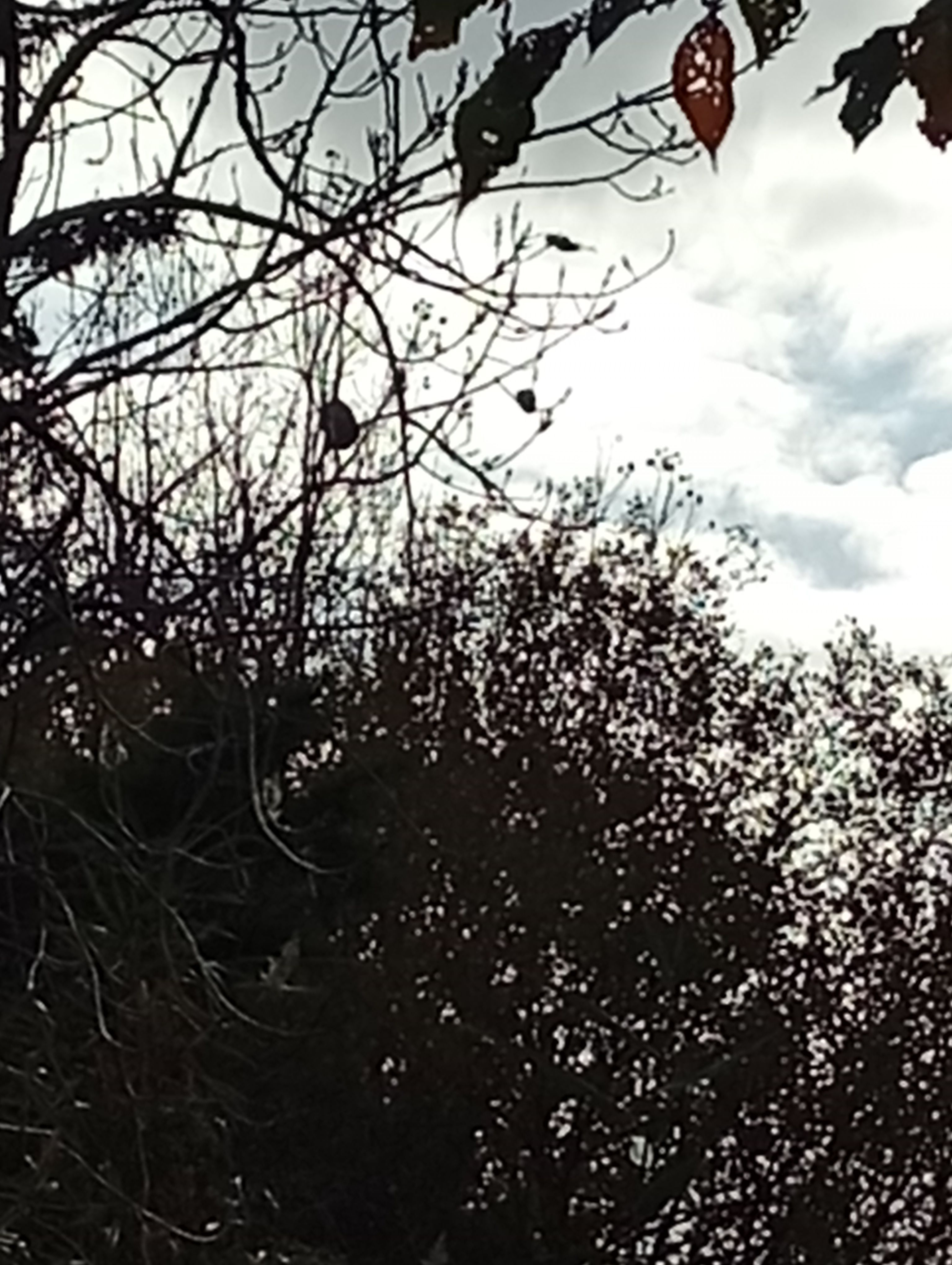 Photo du nid de frelon asiatique signalé à Paimbœuf