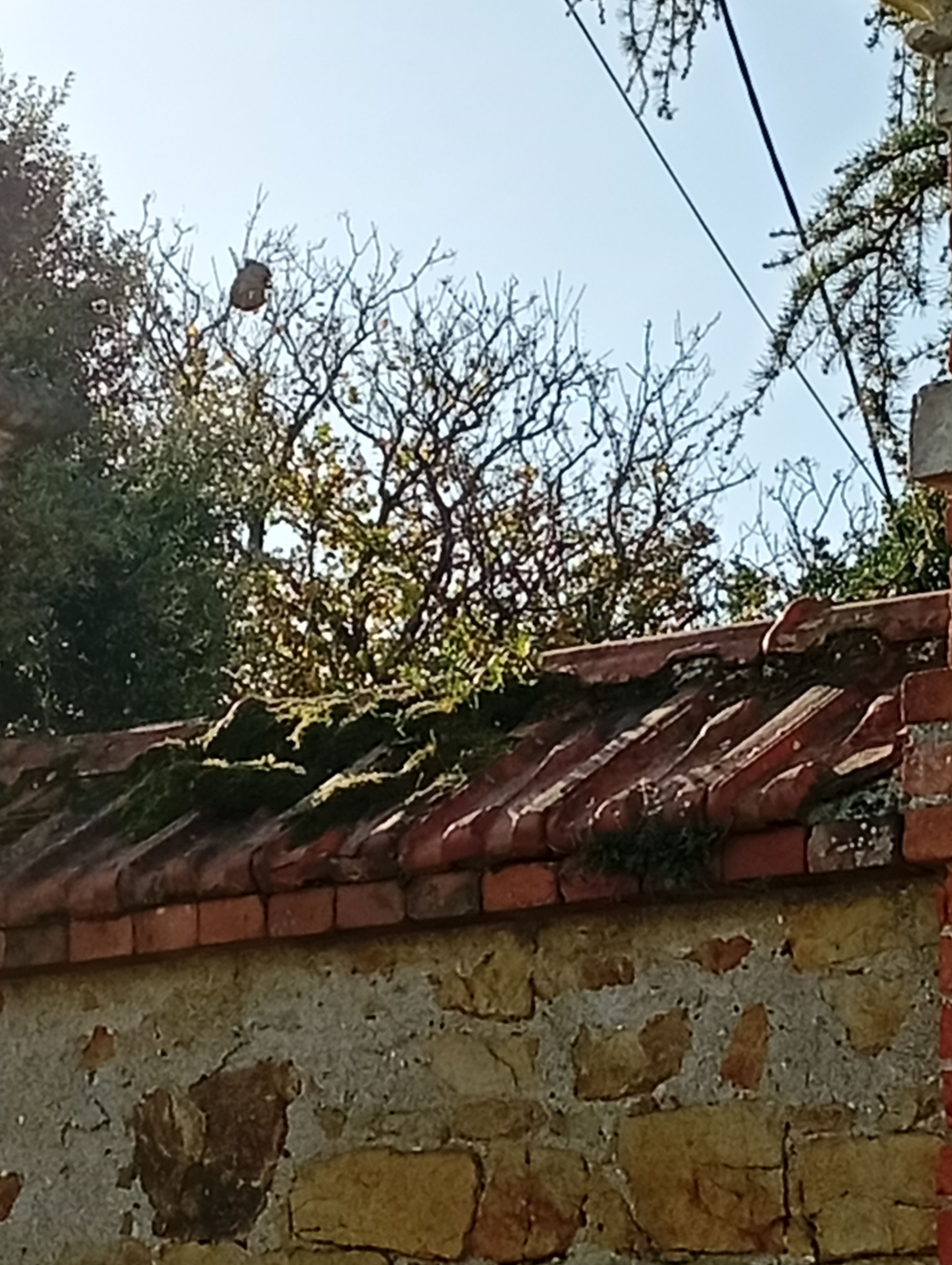 Photo du nid de frelon asiatique signalé à Paimbœuf