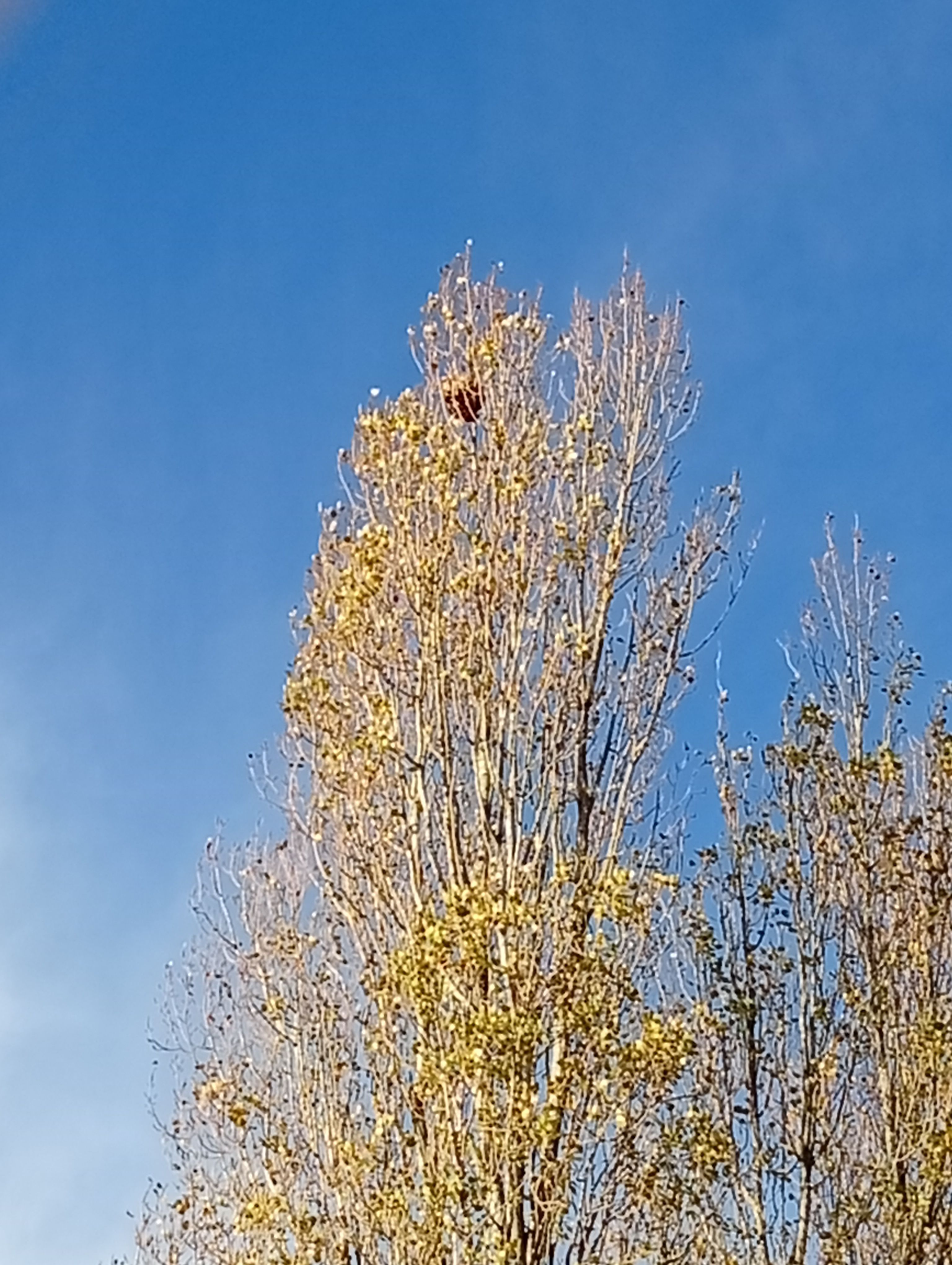 Photo du nid de frelon asiatique signalé à Paimbœuf