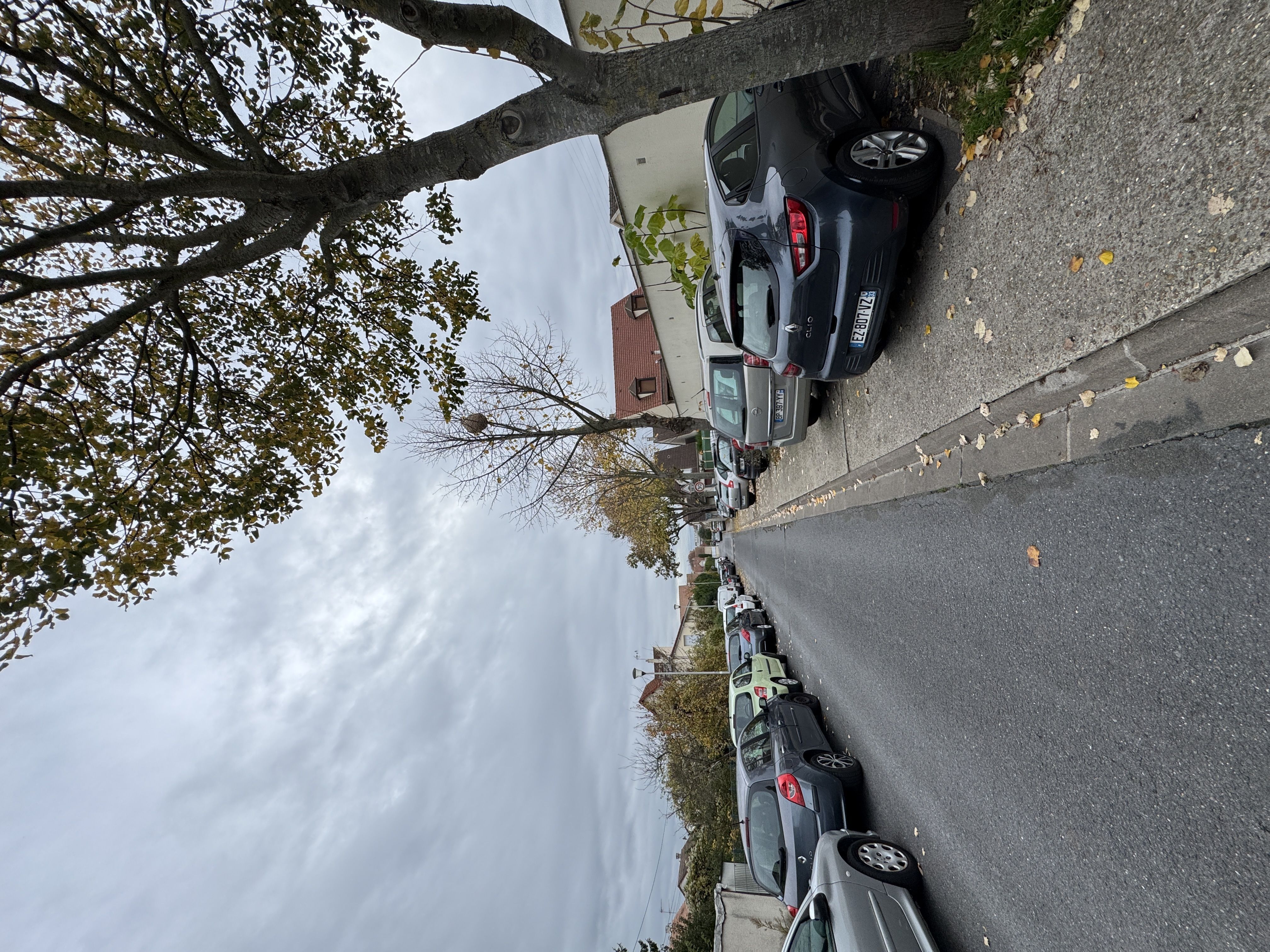 Photo du nid de frelon asiatique signalé à Montmagny